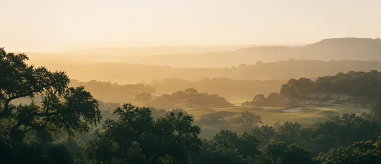 Live oak silhouettes in golden morning haze